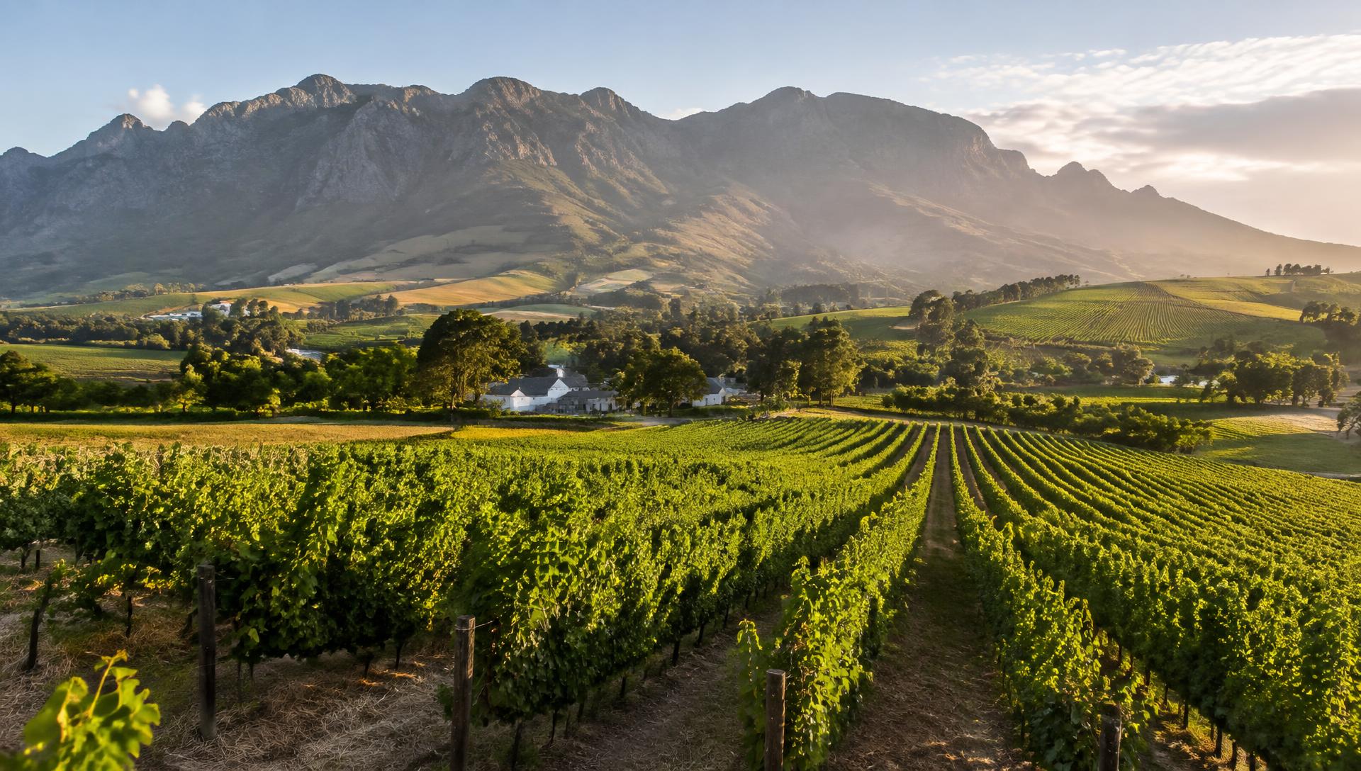 Vineyards beneath the mountains of the Western Cape